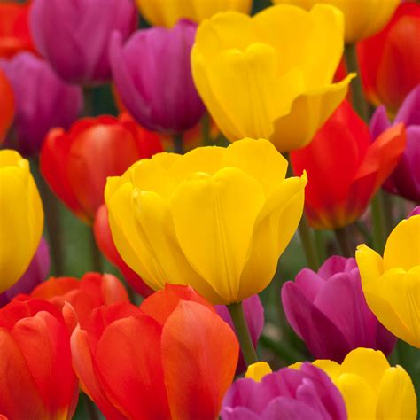 Timing, texture, and color are all factors when composing a glorious tulip symphony. . Colorblends bulbs